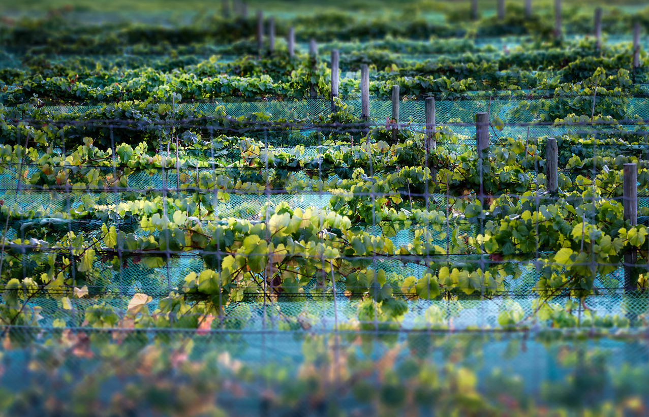 Les vins de la Cowichan Valley sur l