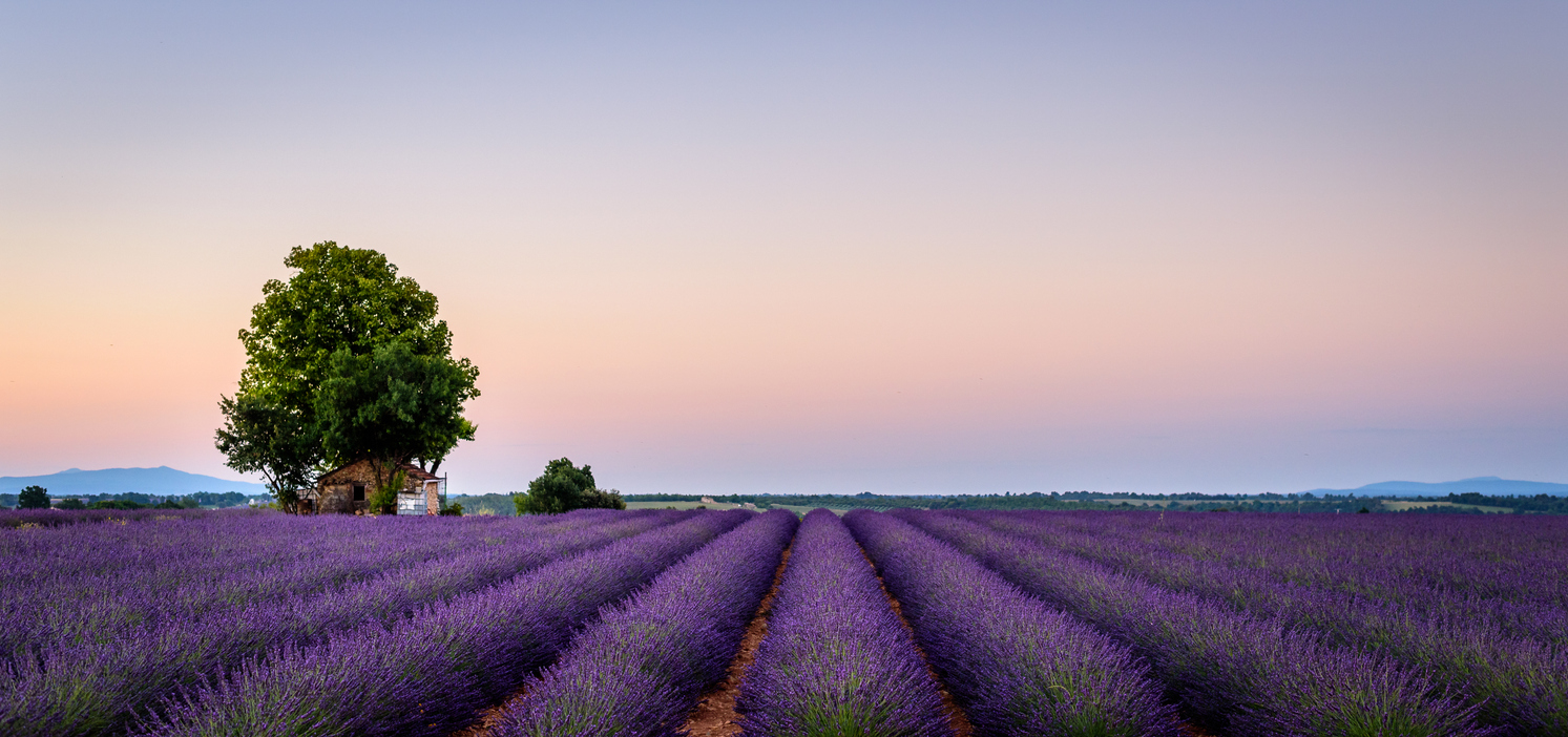 Champ de lavande. iStock / Zhoto