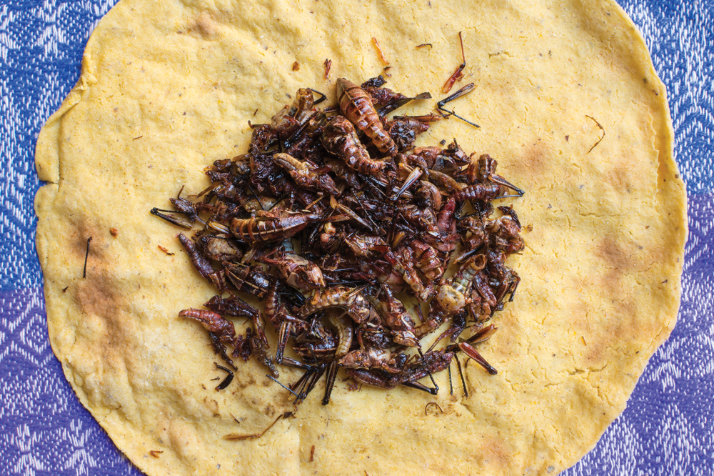 Hoja santa, chapulines et huitlacoche (feuille sainte, sauterelles et charbon du maïs)