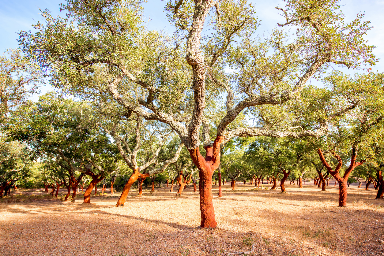 Les arbres à liège de l’Alentejo