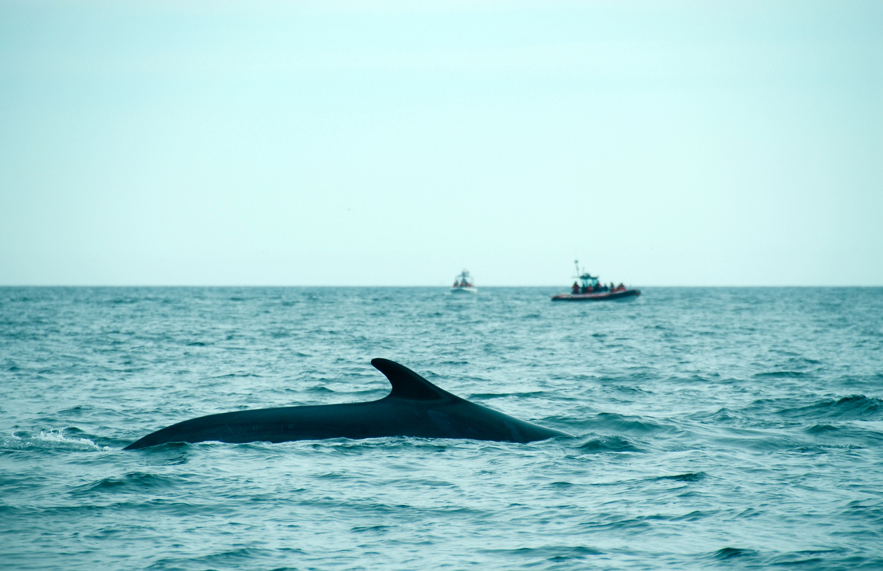 Au pays des mammifères marins!