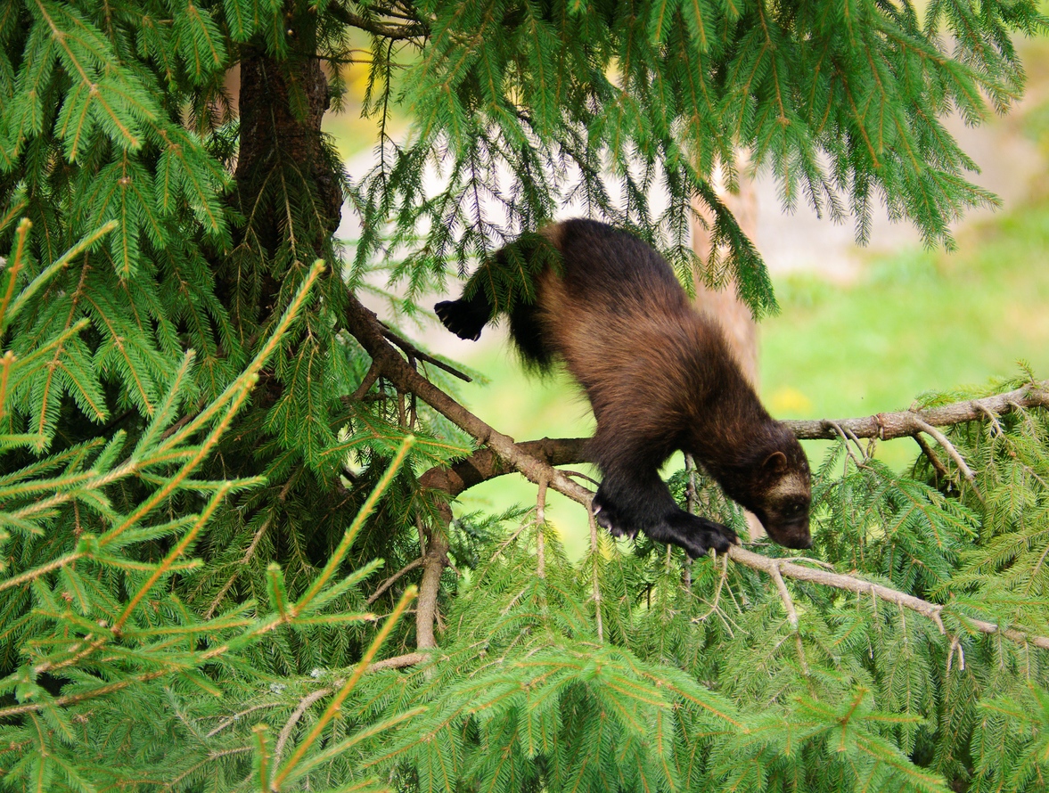Le carcajou, un mammifère audacieux