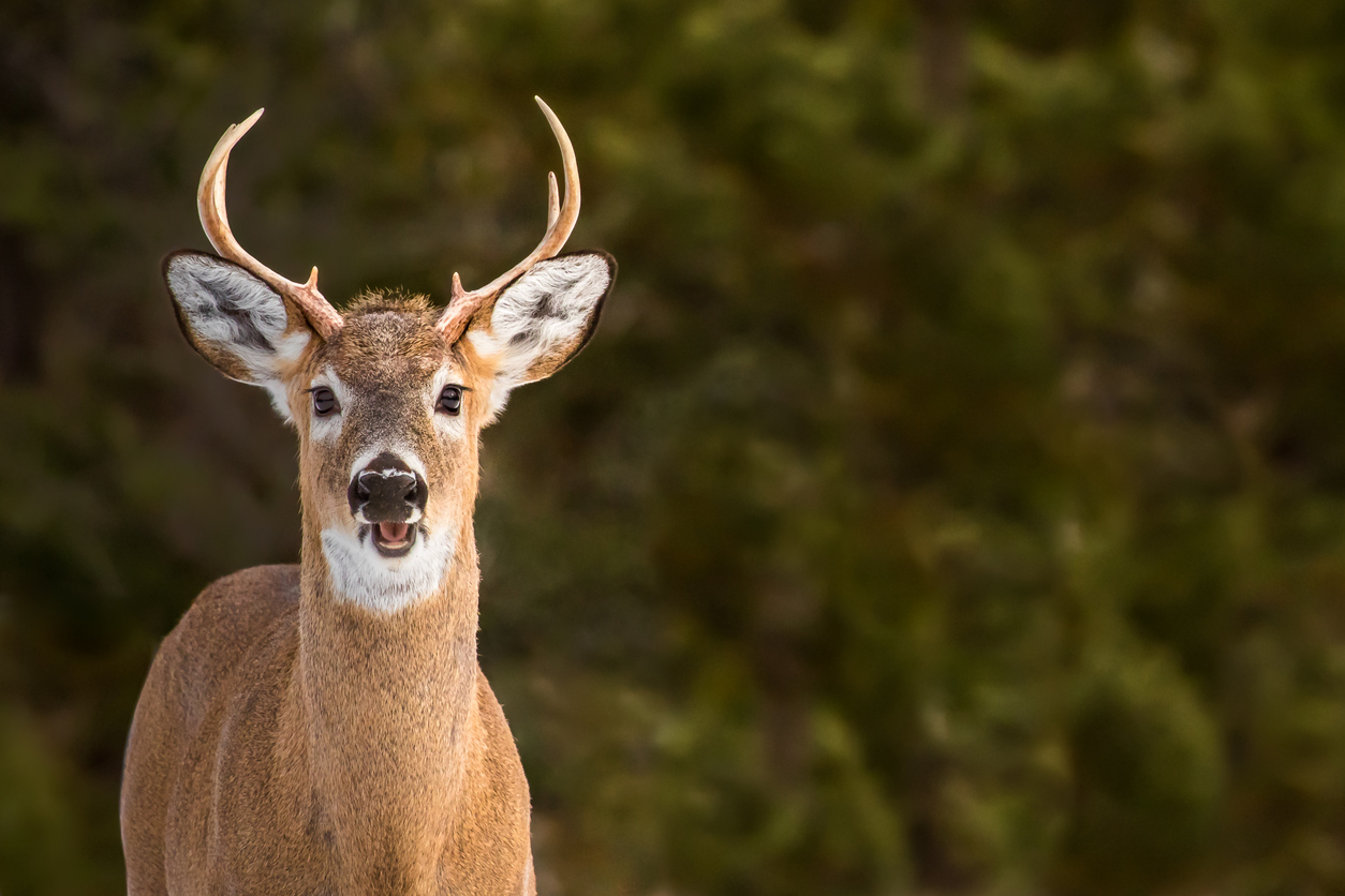 Chevreuil ou cerf de Virginie?