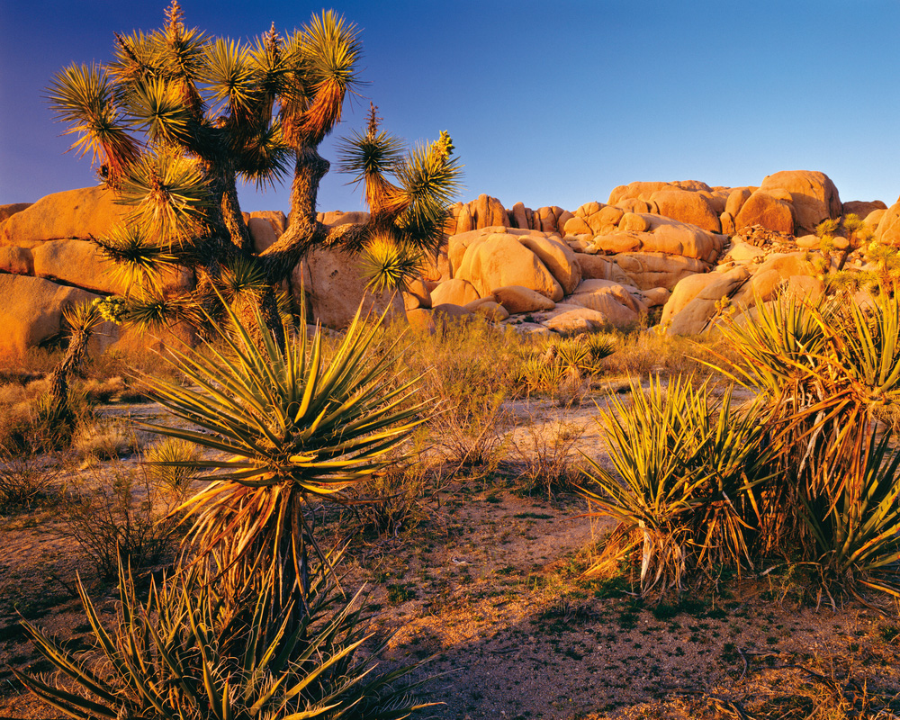 Parcs et plages - Los Angeles