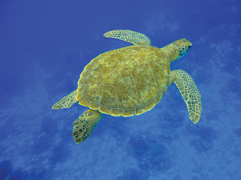 Curaçao, une des îles ABC