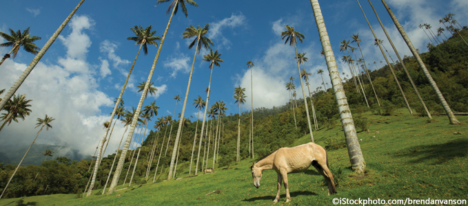 Valle de Cocora
