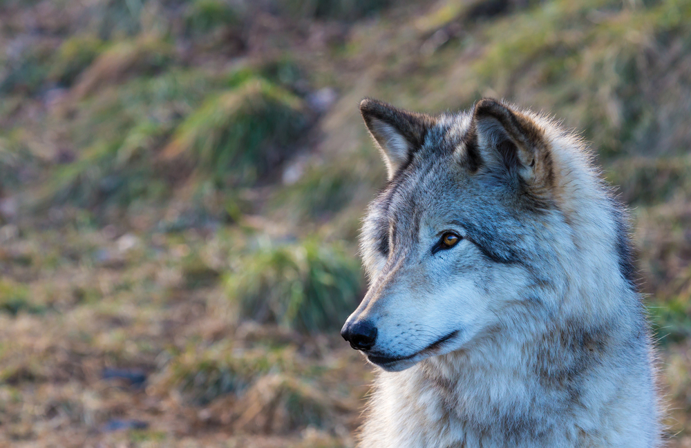 Le retour des loups au Yellowstone National Park