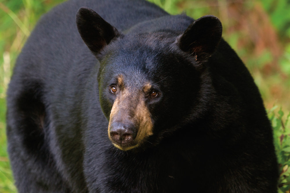 L’ours noir et l’hiver