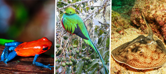 Explorez la biodiversité exceptionnelle du Panamá