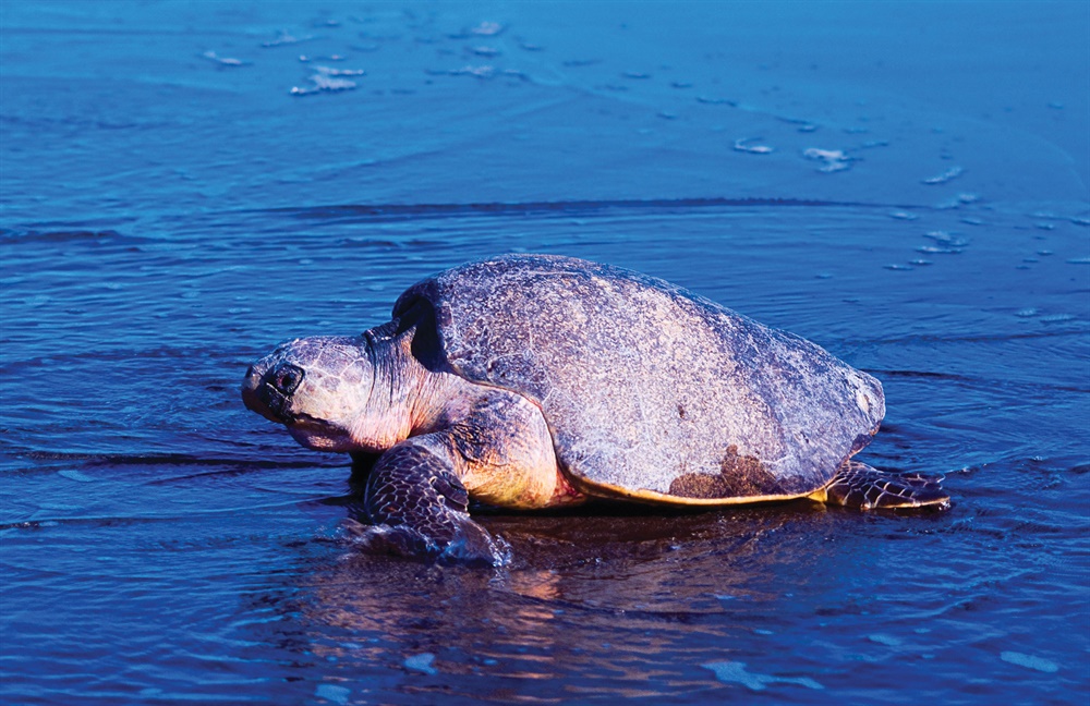 Une tortue luth. &copy;iStockphoto.com/TT
