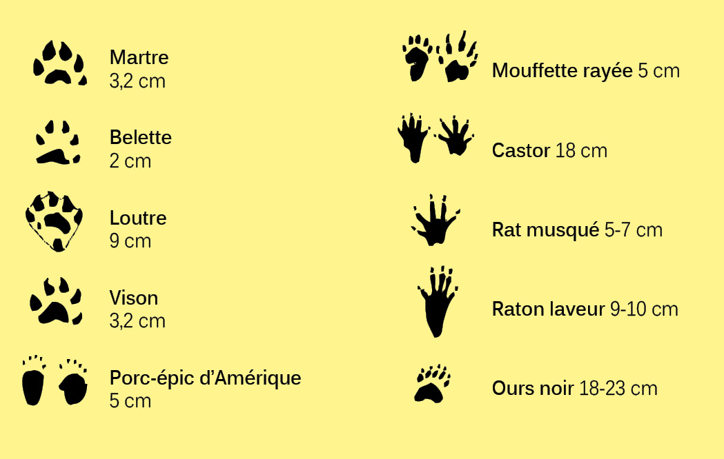 Empreintes-5-doigts.ai