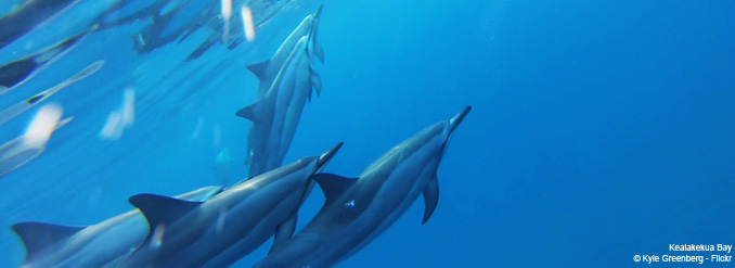 5 exp&eacute;riences romantiques &agrave; vivre &agrave; Hawaii