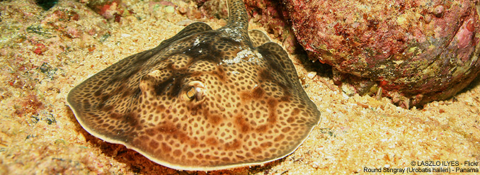 Panam&aacute; : explorez une biodiversit&eacute; exceptionnelle