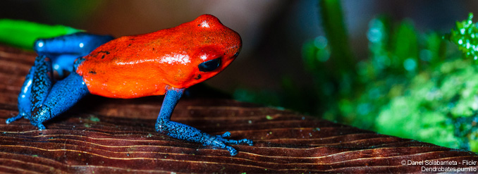 Panam&aacute; : explorez une biodiversit&eacute; exceptionnelle