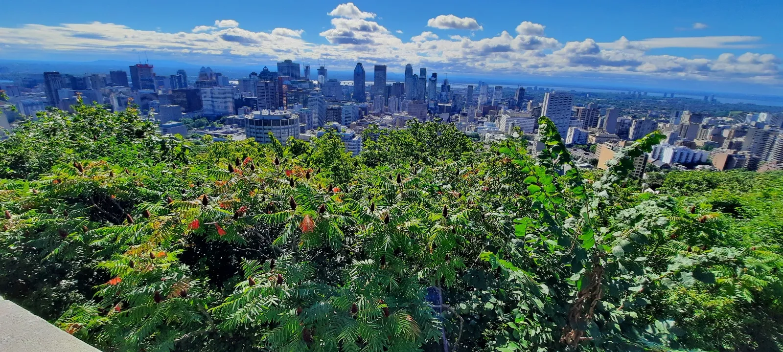 Le centre-ville de Montréal vu du Belvédère Kondiaronk. Parc du M'ont-Royal, Montréal © Daniel Desjardins