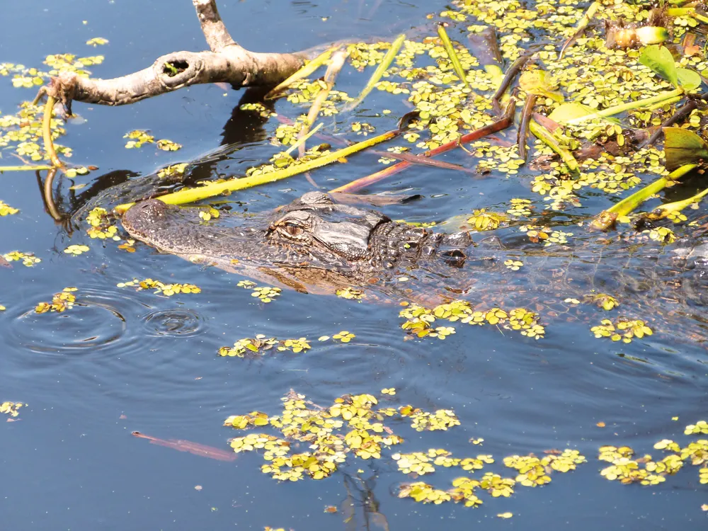 Alligator dans les bayous. 
Crédit:	©Frédérique Sauvée