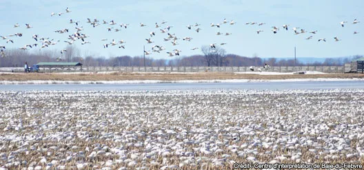 © Centre d'interprétation de Baie-du-Febvre