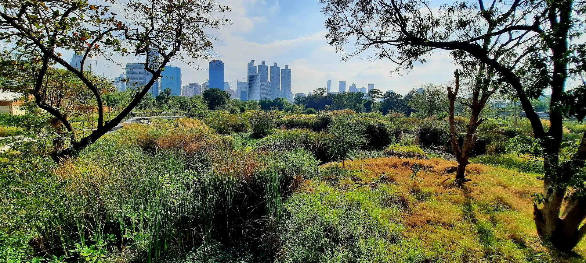 Les gratte-ciels de Bangkok depuis la parc Benjakitti | Photo © Daniel Desjardins