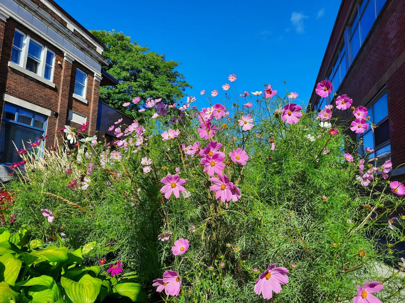 Marcher pour rejoindre sa destination et admirer les cosmos de Montréal  © Daniel Desjardins