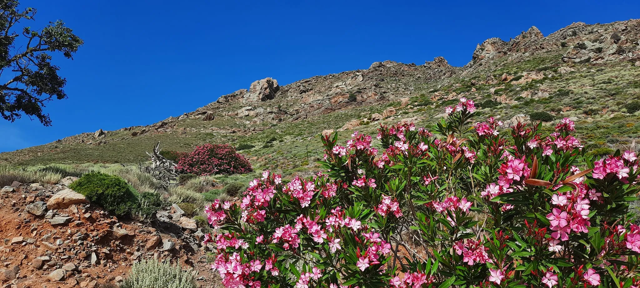Flore de la Crète © Photo Daniel Desjardins