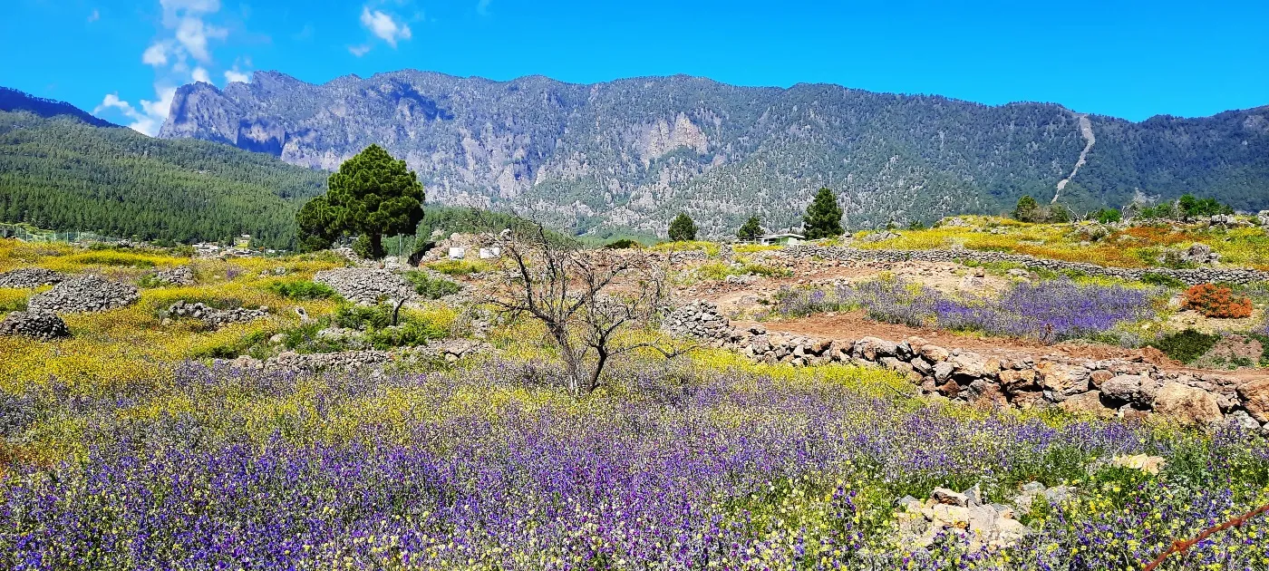 La superbe nature de l'Île de La Palma, Canaries, Espagne  © Daniel Desjardins