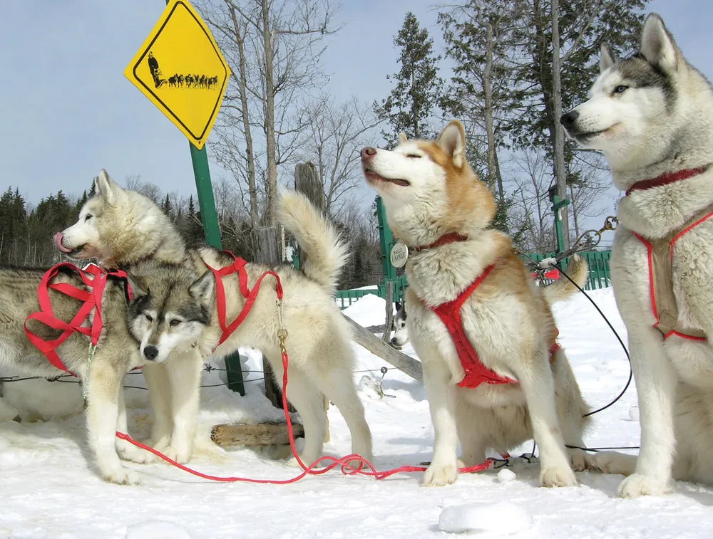 Traîneau à chien en Mauricie © Michel Julien  


