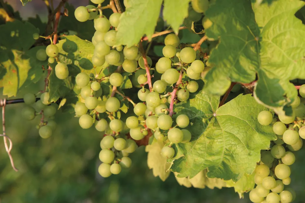 Les vignobles du Prince Edward County  
©iStockphoto.com/bjmc  
