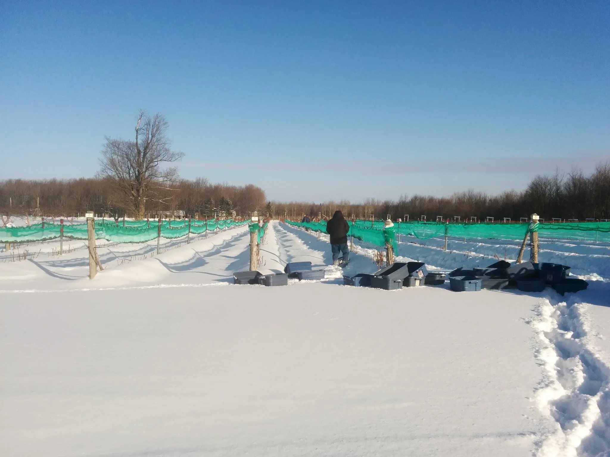 Vignoble du Marathonien en Montérégie, au Québec ©  Jean Joly