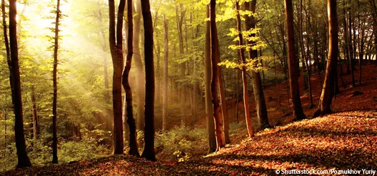  ©Shutterstock.com/Poznukhov Yuriy