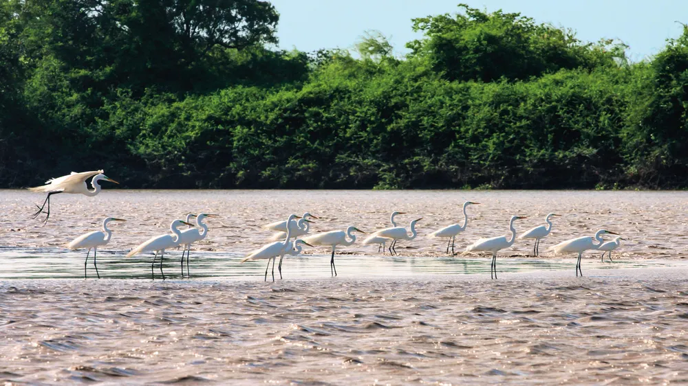 De grandes aigrettes au Parque Nacional Palo Verde. | © Dreamstime.com/Agata Wolszczak