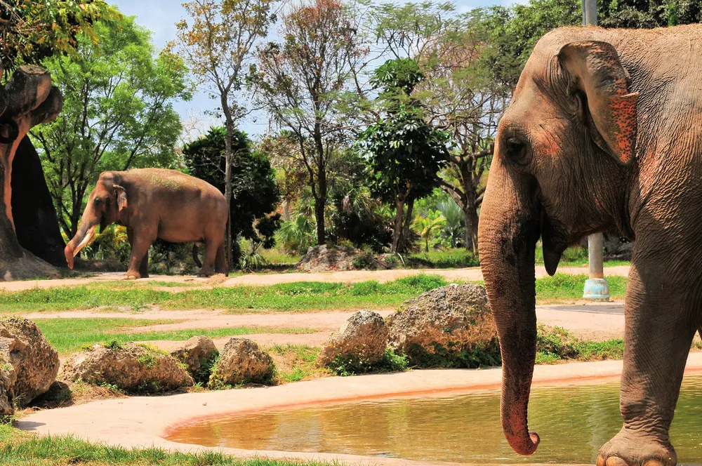 Zoo Miami | © Dreamstime.com/Gilles Malo