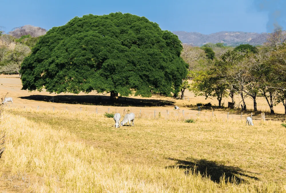 Le majestueux arbre nommé guanacaste (Enterolobium cyclocarpum).
©Dreamstime/Andrés Jiménez