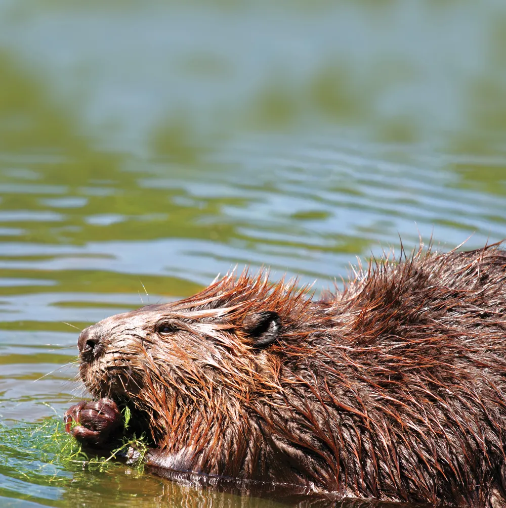 Castor 	© Dreamstime / Karl Umbriaco