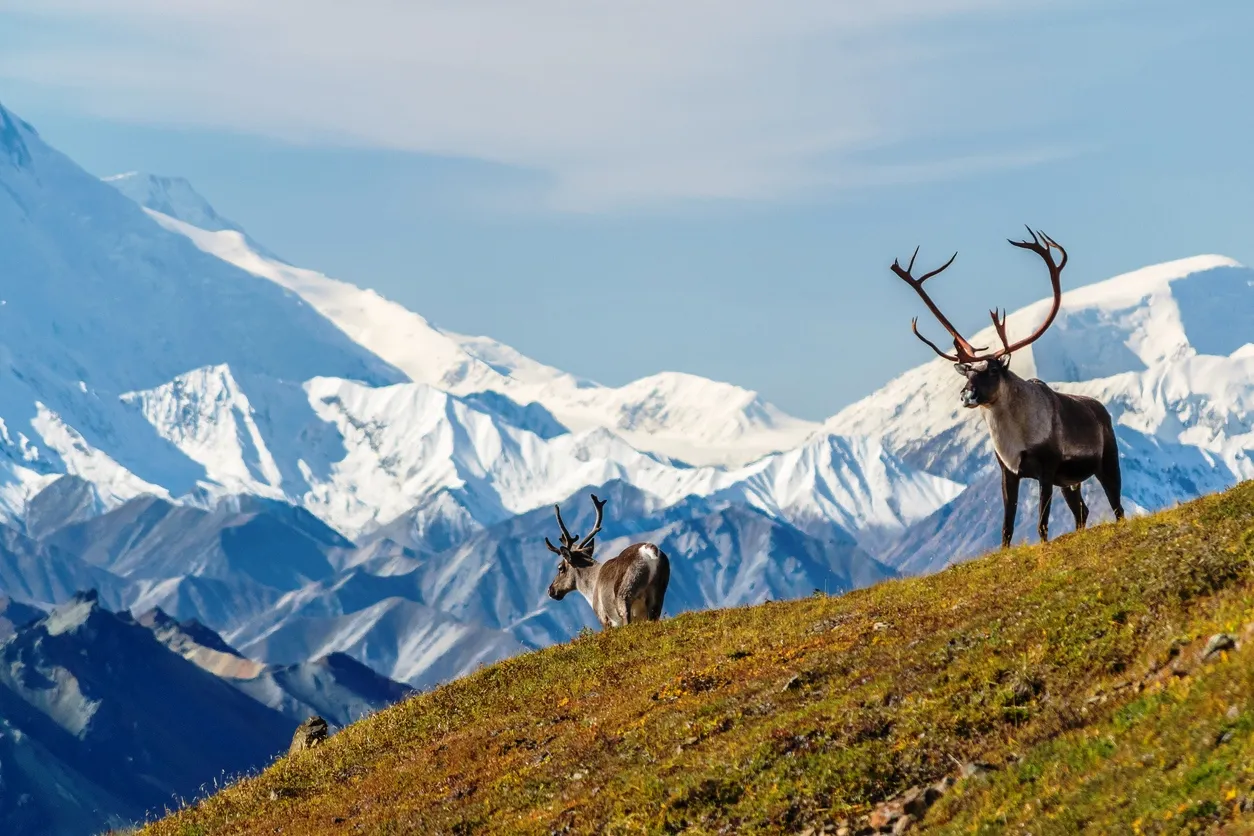 Des caribous devant le mon Denali au Denali National Park  © iStock / Cappan