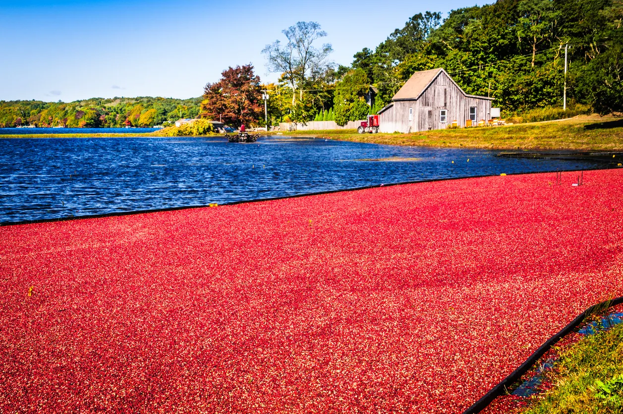 Tourbière aux canneberges à Cape Cod © iStock / KenWiedemann