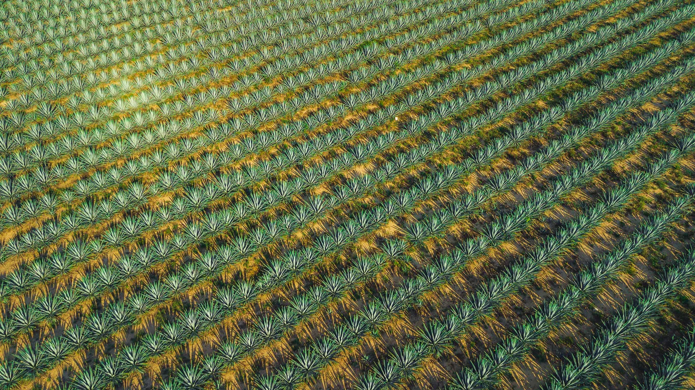 Champ d'agaves pour produire la tequila © iStock / j. c. macouzet espinosa