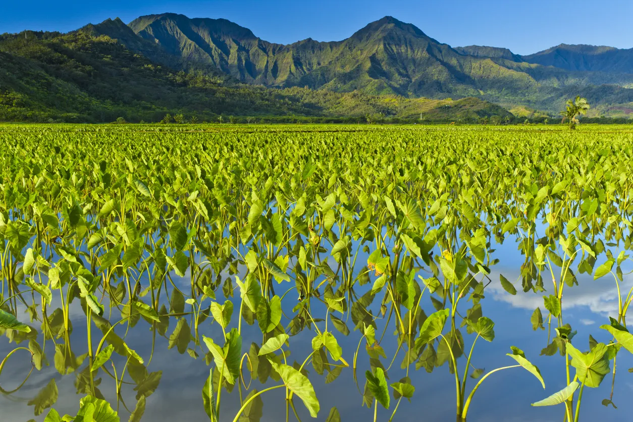 Culture du taro dans la vallée d'Hanalei à Kauai  © iStock / Don White