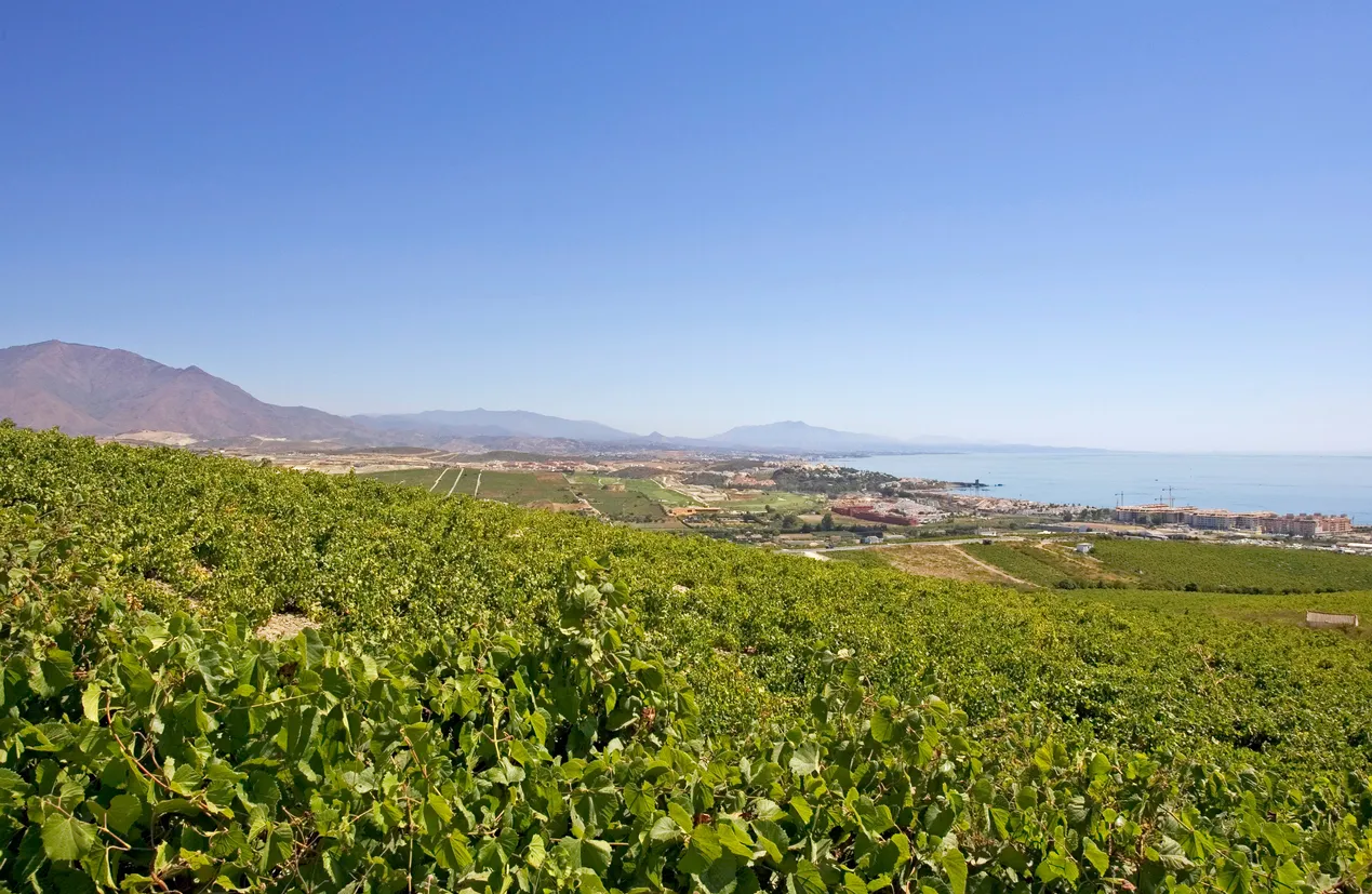 Vignobles près de La Duquesa, province de Malaga, Andalousie, Espagne© iStock / freefly
