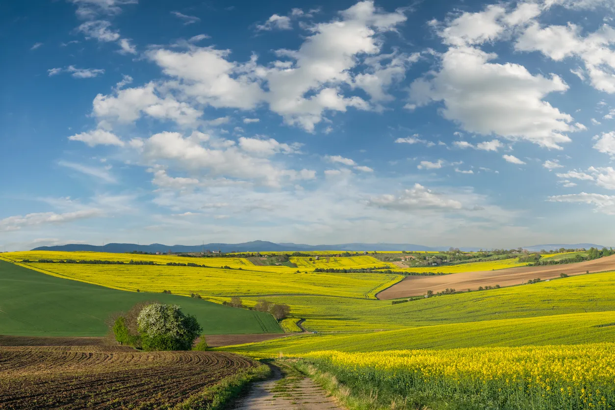 La beauté des champs de colza en fleur - Saskatchewan © iStockphoto - Dmytro Balkhovitin