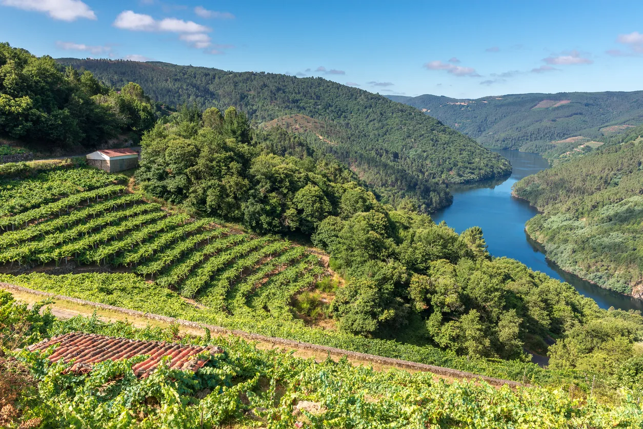 Vignobles le long de la rivière Miño, Ribeira Sacra, dans la province de Lugo, Espagne © iStock / AlbertoLoyo