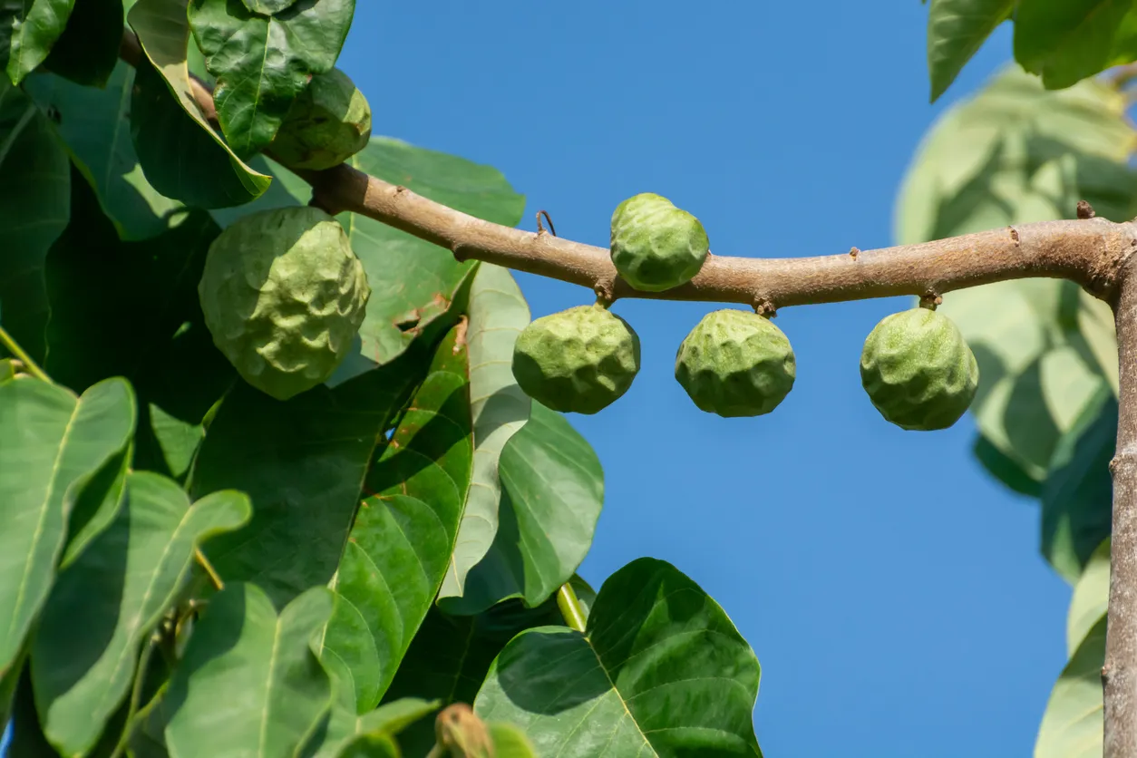 Plantation d'anones (chrimoyas) sur la Costa Tropical, entre Malaga et Grenade, Espagne © iStock / barmalini