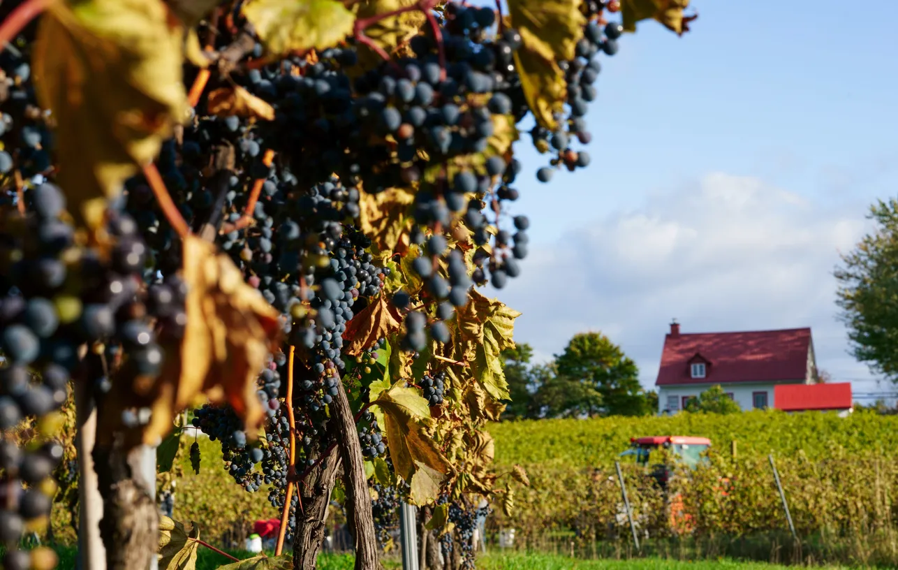 Vignoble de la péninsule du Niagara | ©iStockphoto.com/redtea