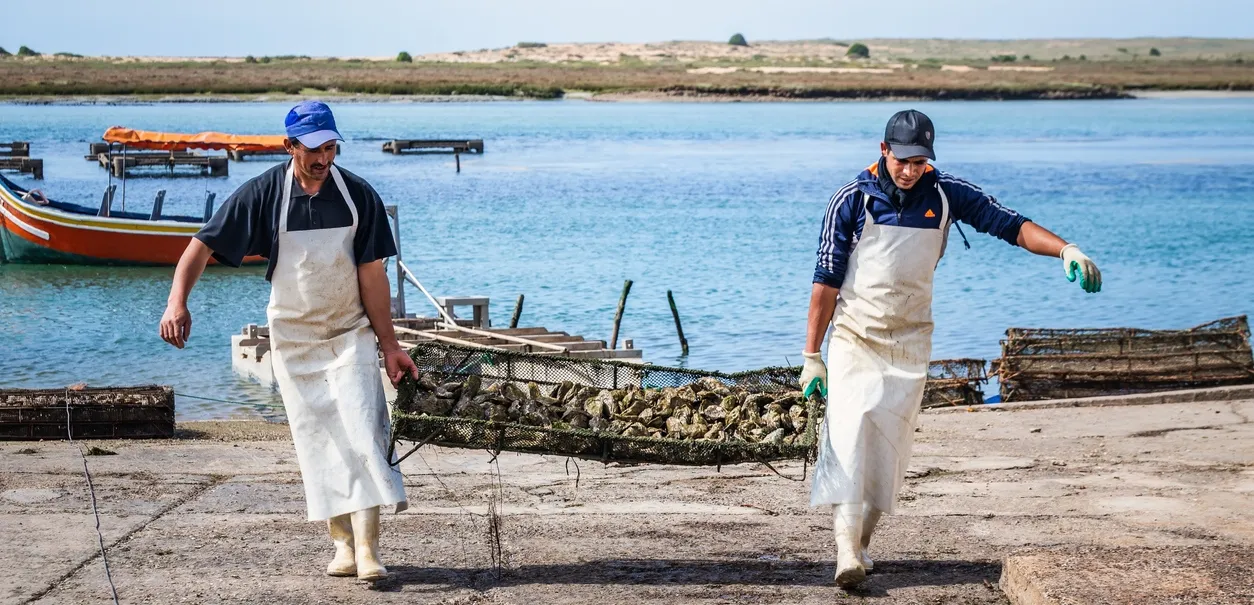 Les huîtres de Oualidia au Maroc © iStock / RuslanKaln