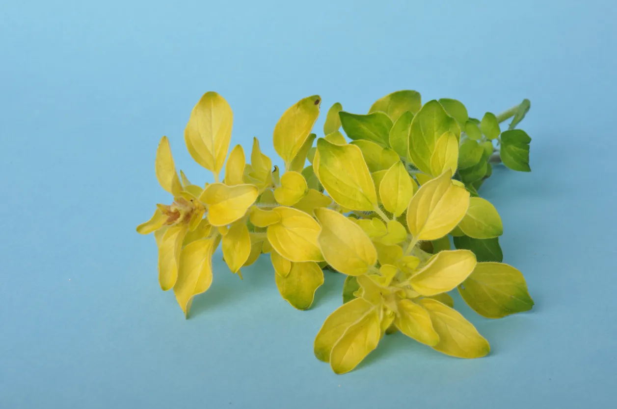 Origan doré © iStock / BZH22