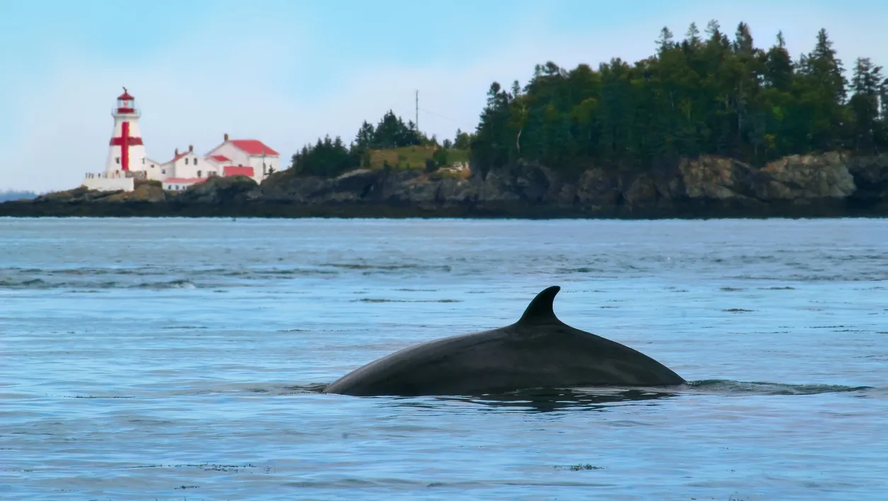 Petit rorqual dans la baie de Fundy, au Nouveau-Brunswick, au Canada, avec le phare de Head Harbour (East Quoddy) à l’île Campobello. © iStock / gvictoria