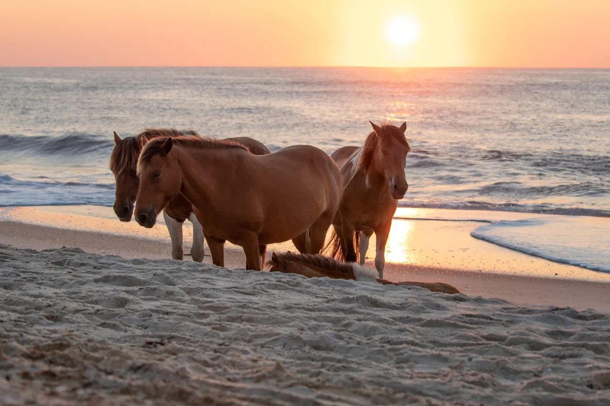 Chevaux sauvages sur l'île d'Assateague que se partagent le Maryland et la Virginie.© iStock / Aschen