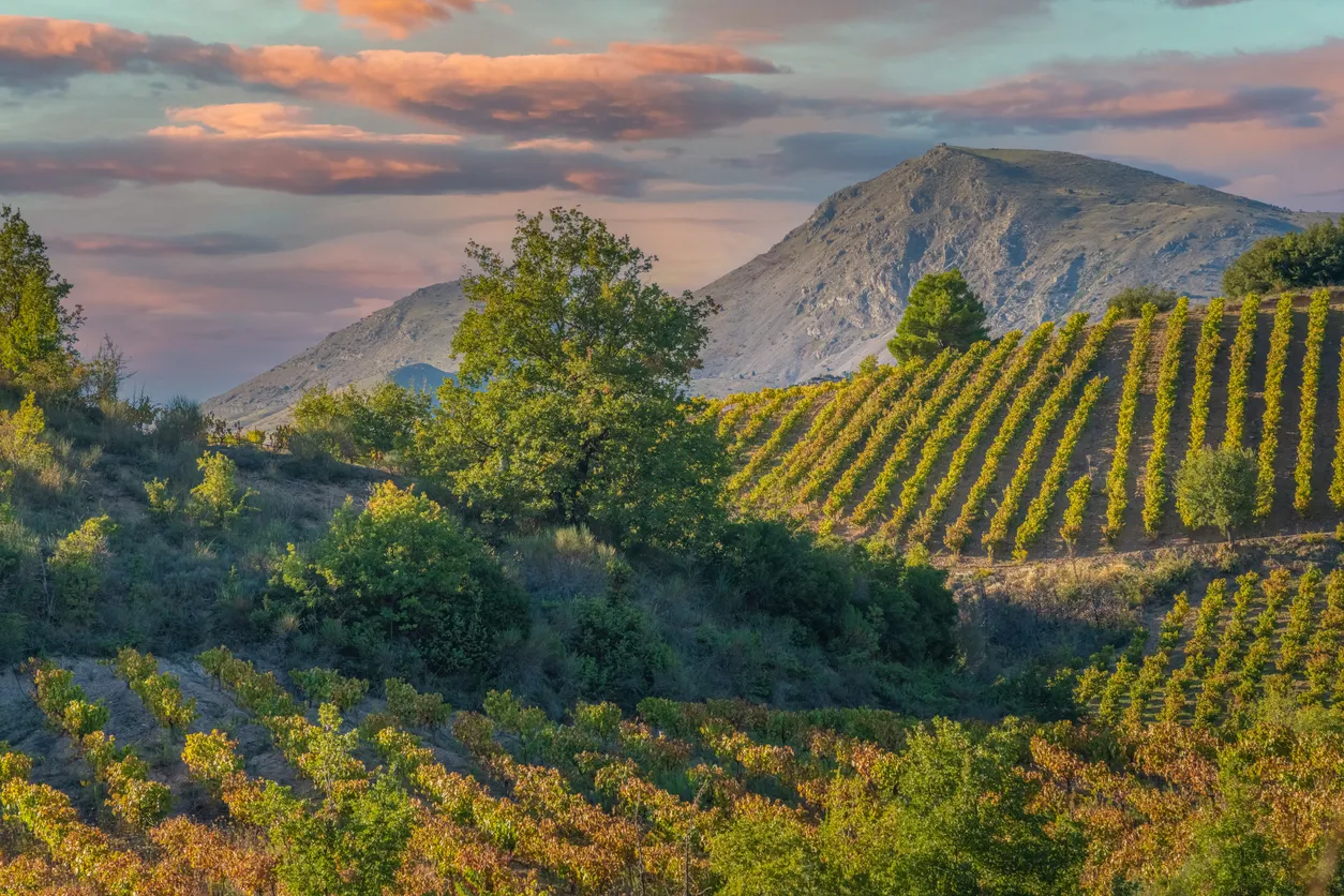 Vignoble du Péloponnèse © iStock / Leamus