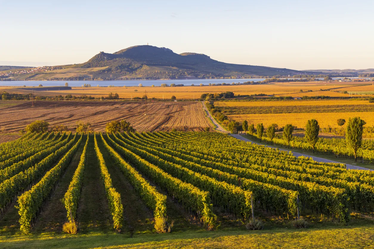 Vignoble en Moravie du sud, Tchéquie © iStock / phbcz