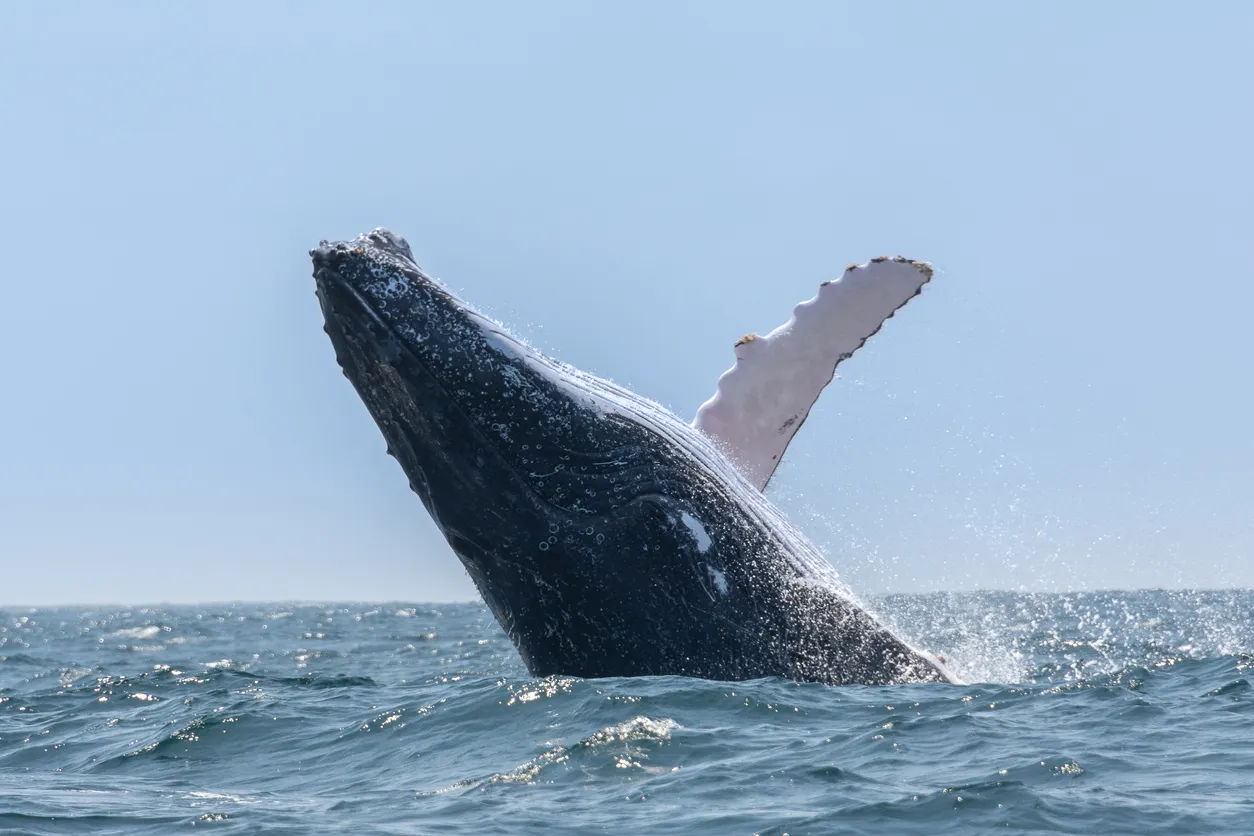 La superbe baleine à bosse -Parque Nacional Machalilla (Équateur)- photo © iStock-AlbertoLoyo


