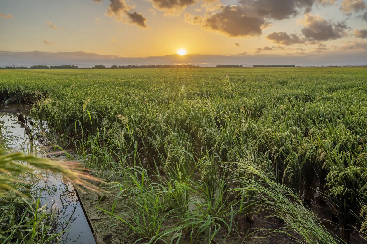 Les rizières d'Albufera en région valencienne, Espagne © iStock / Pablo Escuder Cano